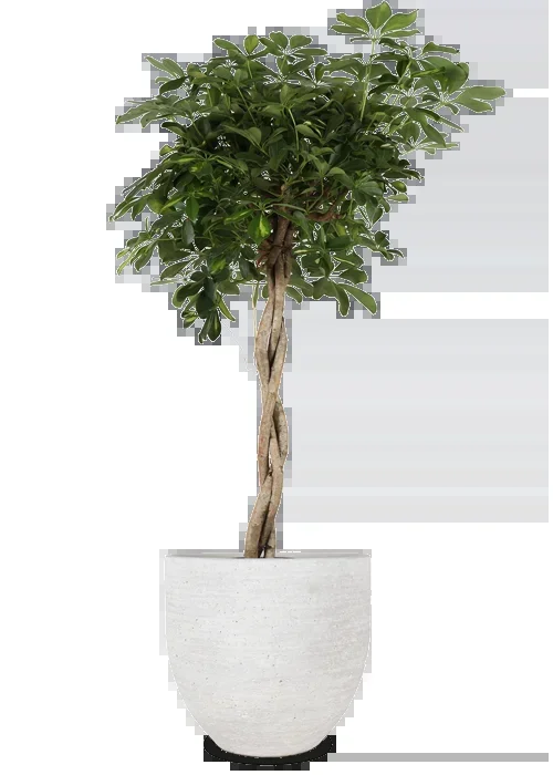 Schefflera gold capella (Strahlenaralie) (XL)