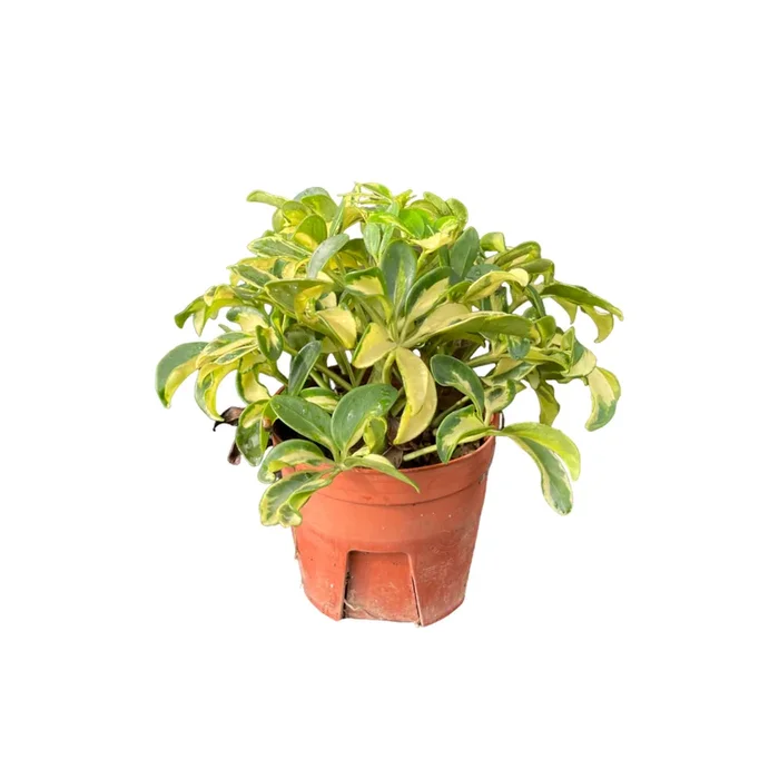 Schefflera odorata ‚Variegata‘, Variegated Dwarf Umbrella Tree (0.15m)