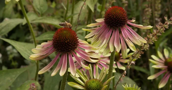 Scheinsonnenhut ‚Green Envy‘