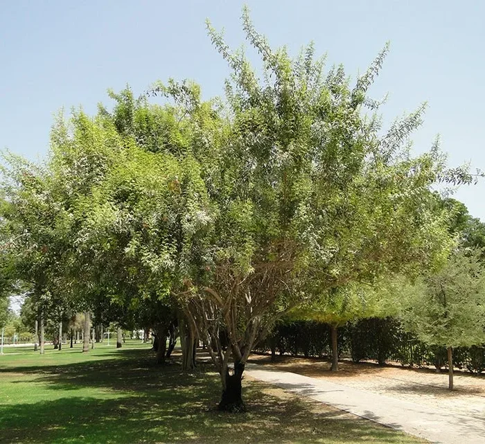 Schinus terebinthifolius or Brazilian peppertree 2.5m