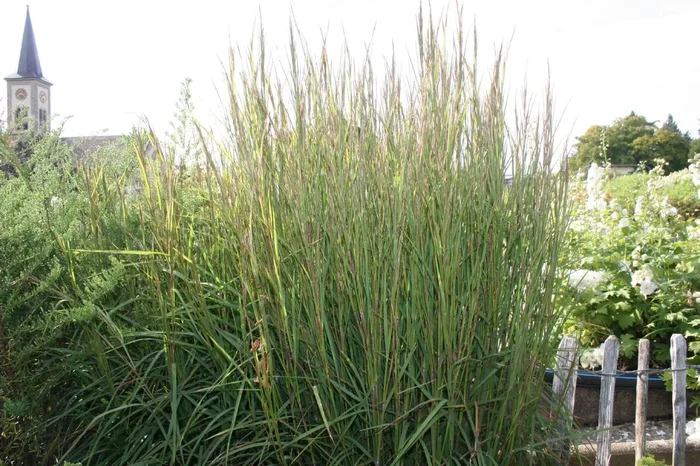 Schizachyrium scoparium ‚Cairo‘ (Prärie-Bartgras)