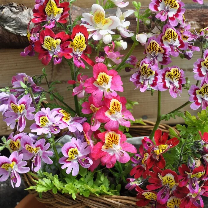 Schizanthus wisetonensis