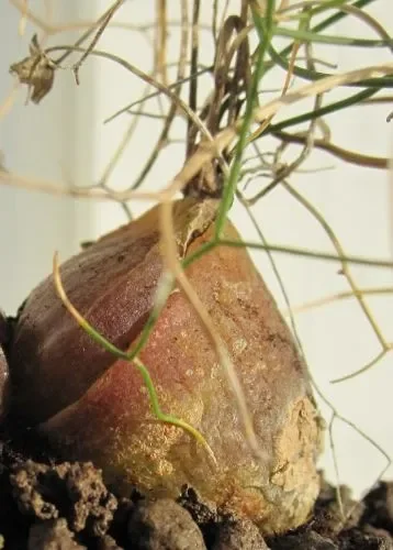 Schizobasis intricata