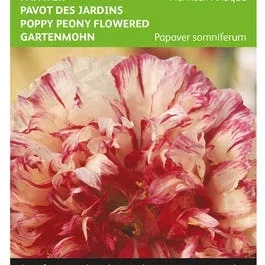 Schlafmohn (Papaver somniferum ‚Flemish Antique‘)