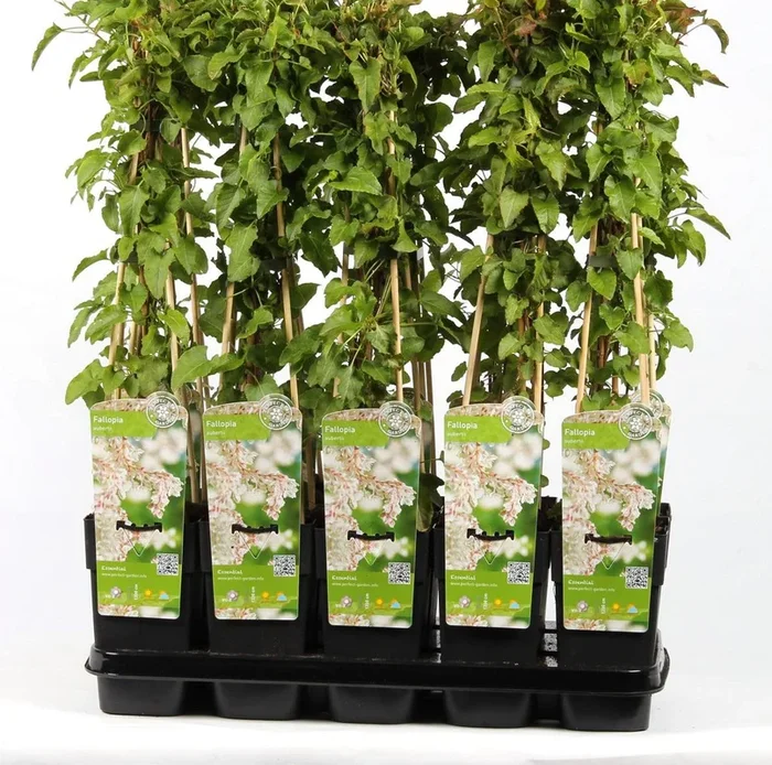 Schling-Knöterich 60-70 cm – Fallopia aubertii – sehr starkwüchsig, reichblühend