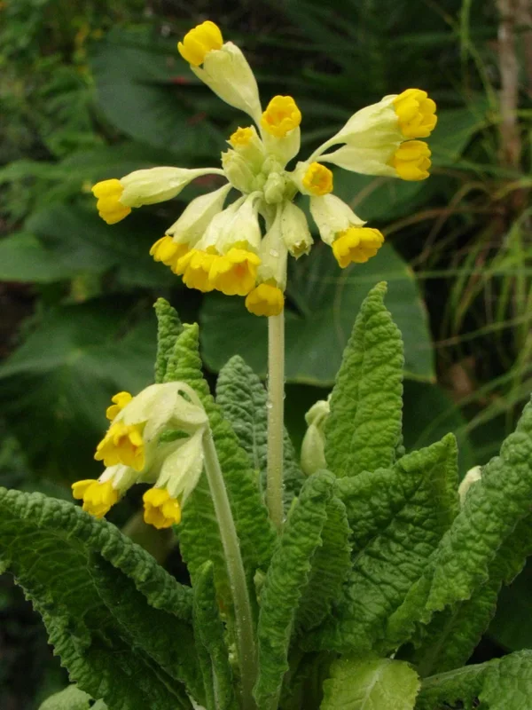 Schlüsselblume, echte – Primula veris