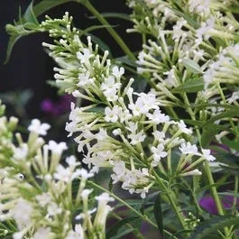 Schmetterlingsflieder (Buddleja ‚Free petite® Snow White‘)
