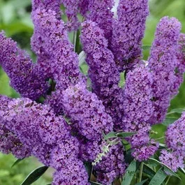 Schmetterlingsflieder (Buddleja davidii ‚Nanho Blue‘)