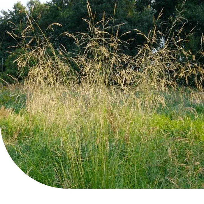Schmiele – Deschampsia cespitosa