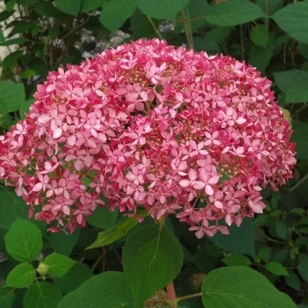 Schneeballhortensie ‚Invincibelle‘