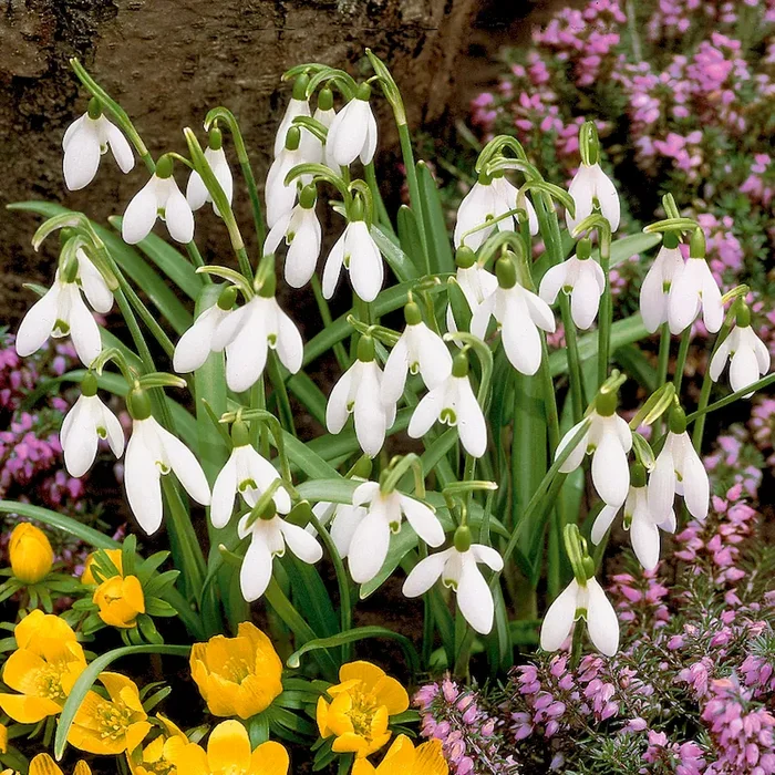 Schneeglöckchen Galanthus nivalis – Bestellnummer 5507178