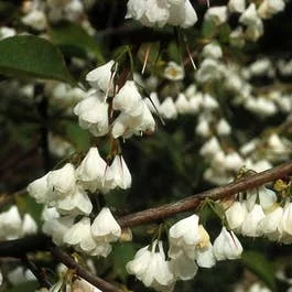 Schneeglockenbaum (Halesia carolina)