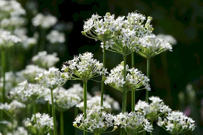Schnittknoblauch, Allium tuberosum