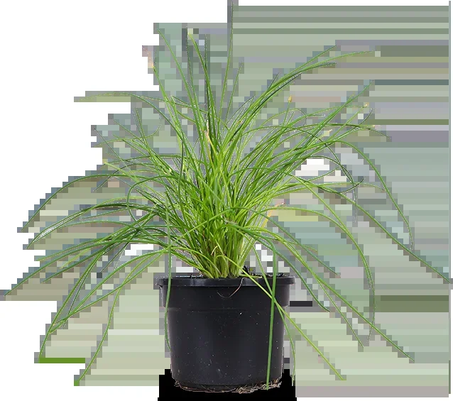 Schnittlauch (Allium schoenoprasum)