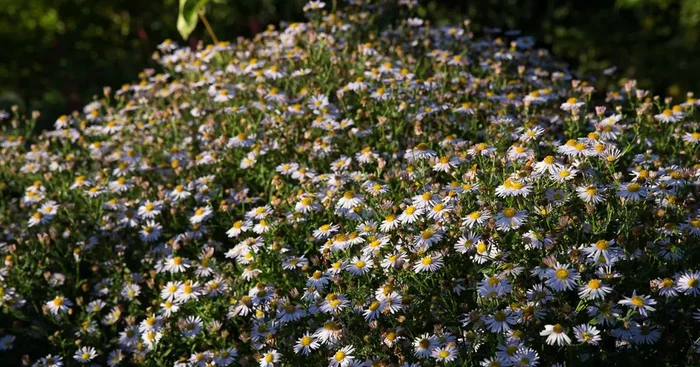 Schönaster ‚Charlotte‘