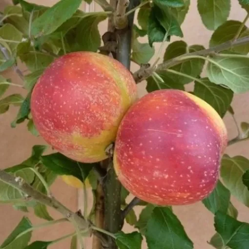 Schöner aus Bath Sommerapfel