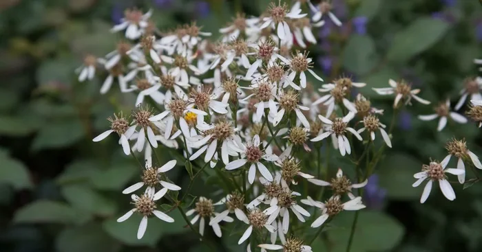 Schrebers-Aster