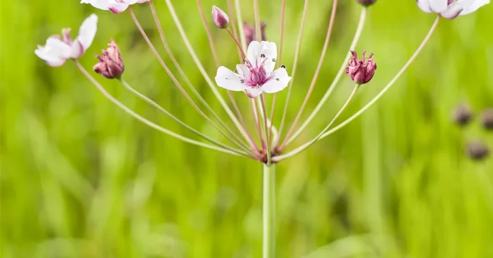 Schwanenblume