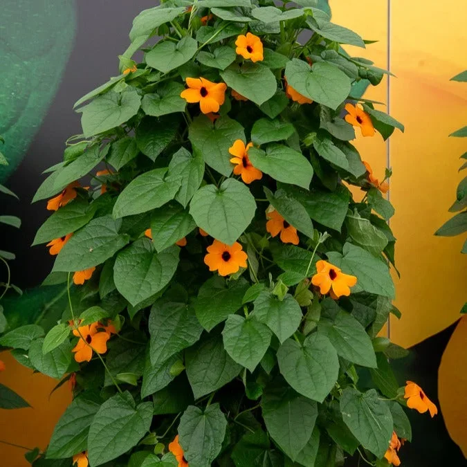 Schwarzäugige Susanne ‚Orange‘