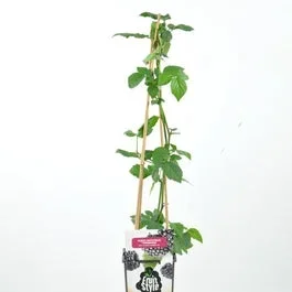 Schwarze dornlose Brombeere (Rubus fruticosus ‚Navaho’®)