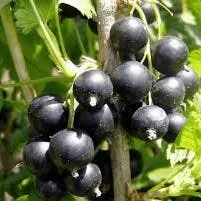 Schwarze Johannisbeere (Ribes nigrum ‚Titania‘)