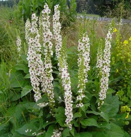 Schwarze Königskerze „Album“ (Verbascum nigrum) „Bio“