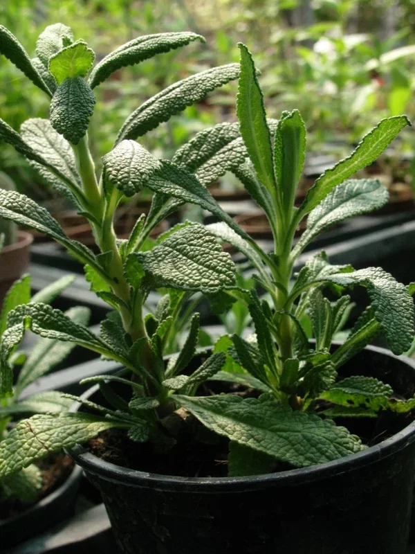 Schwarzer Duftsalbei – Salvia mellifera