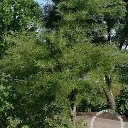 Schwarzerle (Alnus glutinosa ‚Imperialis‘)