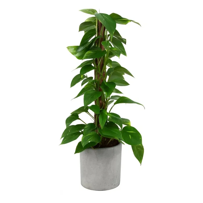 Scindapsus – 80cm