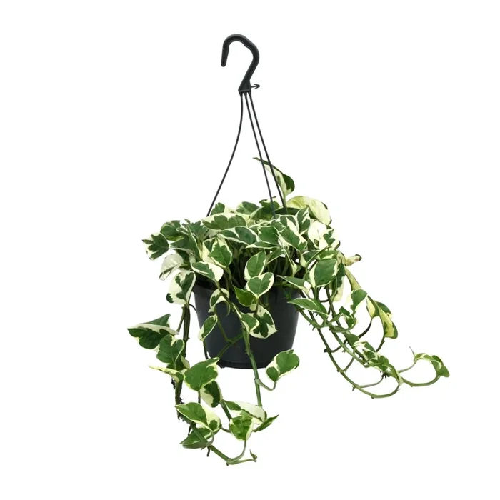 Scindapsus N’Joy – 35cm
