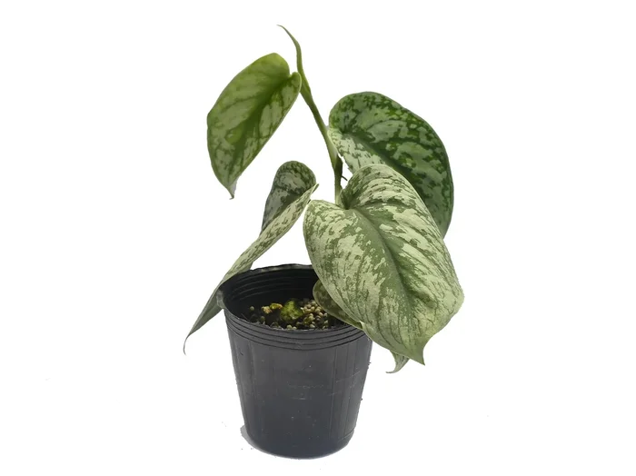 Scindapsus pictus