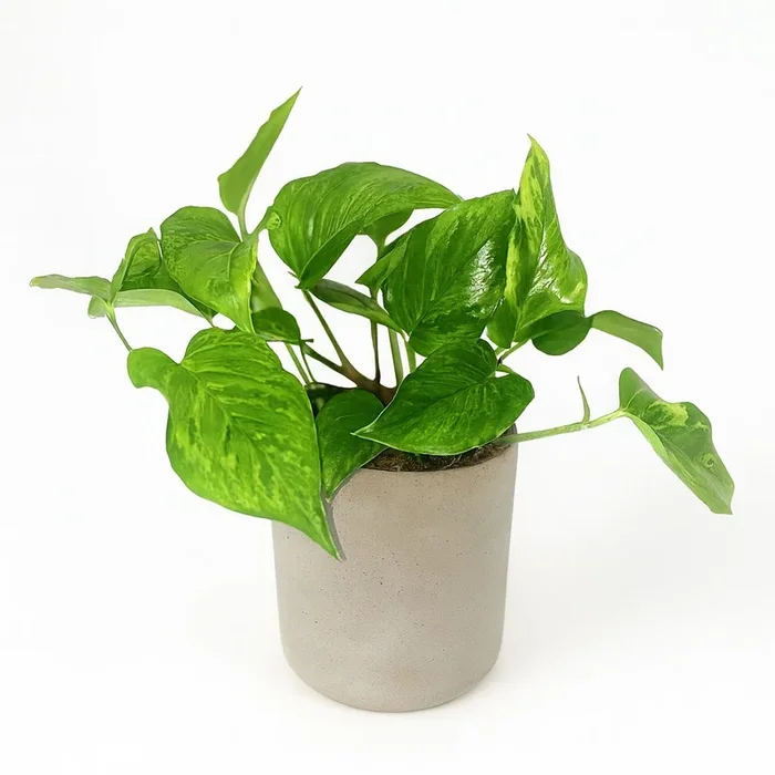 Scindapsus Pictus Trebie – 20cm