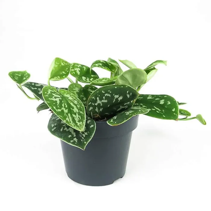 Scindapsus pictus Trebie Leaf – exotische Pflanze