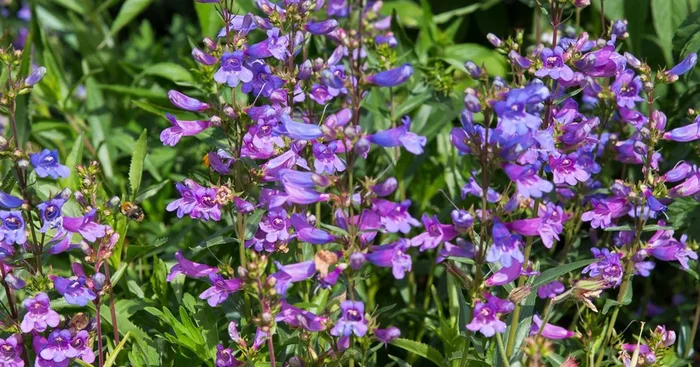 Scoulers Bartfaden ‚Catherine de la Mare‘