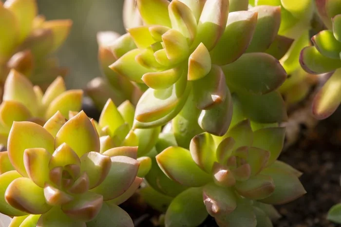 Sedum adolphii – Golden Sedum