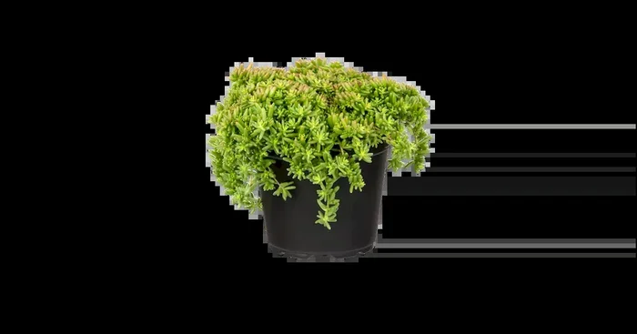 Sedum album ‚Coral Carpet‘