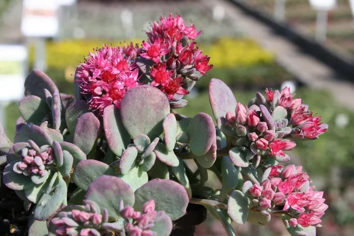 Sedum cauticola (Fetthenne)