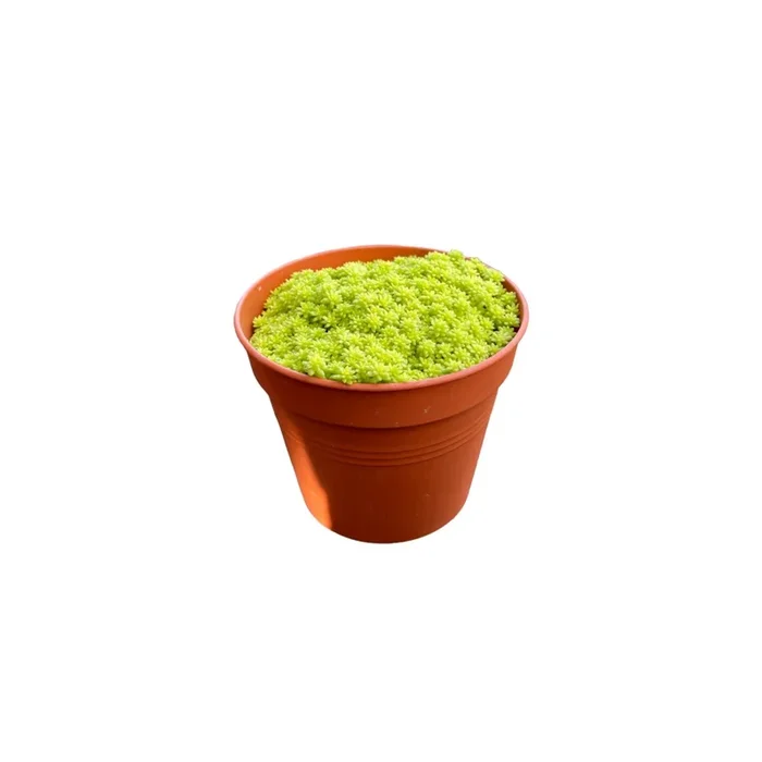 Sedum mexicanum, Mexican Sedum (0.10m)