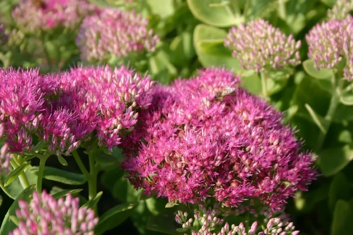 Sedum spectabile ‚Carmen‘ (Prächtige Garten-Fetthenne)