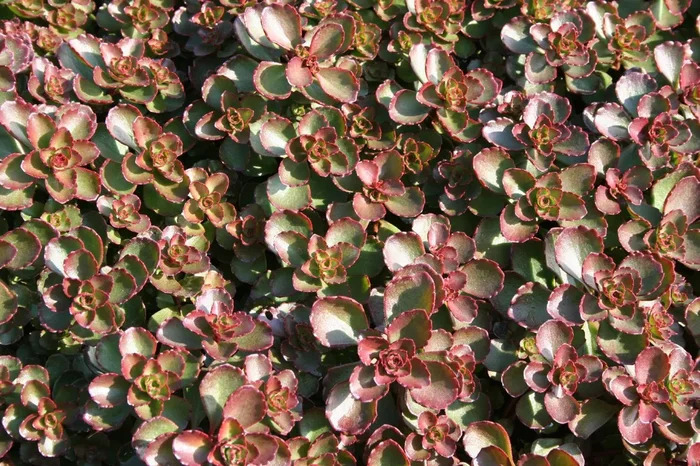 Sedum spurium ‚Fuldaglut‘ (Teppich-Fetthenne)