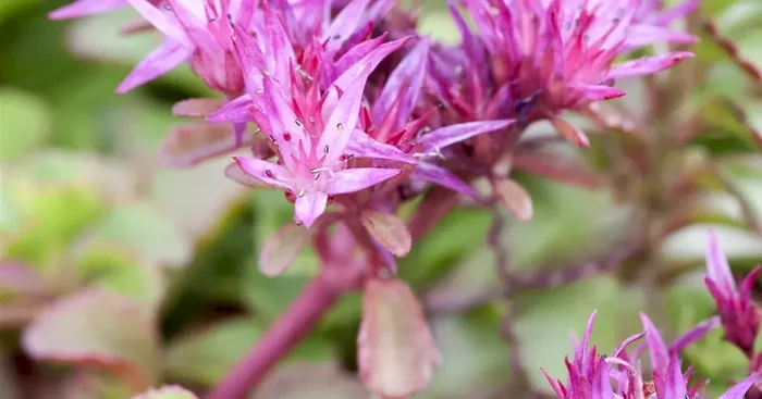 Sedum spurium ‚Fuldaglut‘