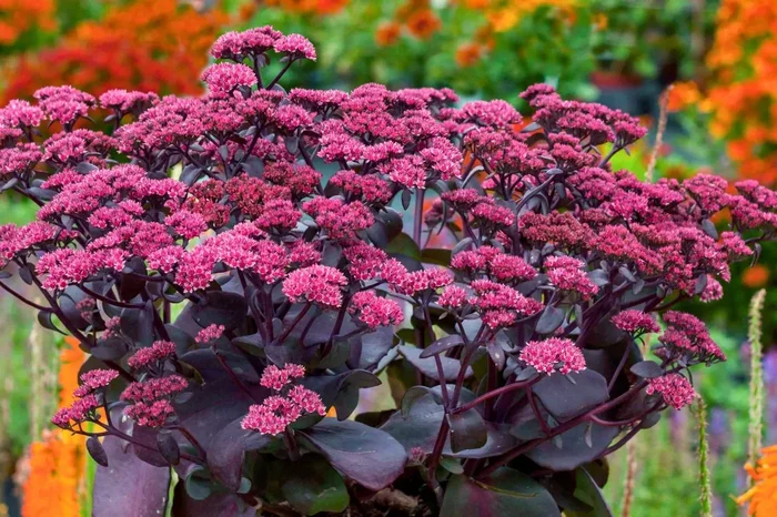 Sedum telephium ‚Oriental Dancer‘ (Garten-Fetthenne)