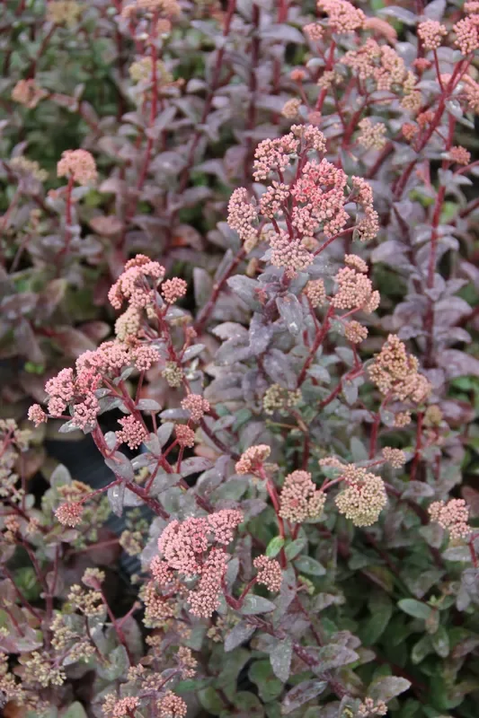 Sedum telephium ssp. ruprechtii ‚Red Cauli‘ (Hohe Fetthenne)