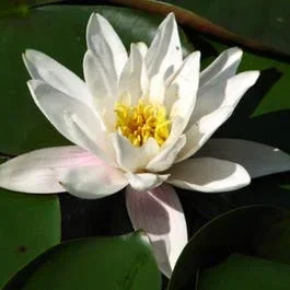 Seerose (Nymphaea ‚Alba‘)