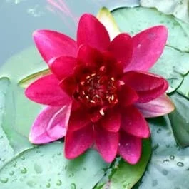 Seerose (Nymphaea ‚Attraction‘)