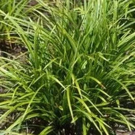 Segge (Carex morrowii)