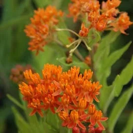 Seidenpflanze (Asclepias tuberosa)