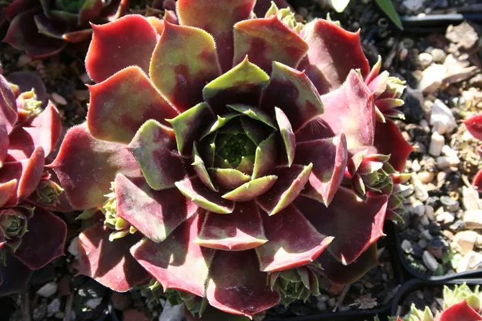Sempervivum ‚Rotmantel‘ (Hauswurz)