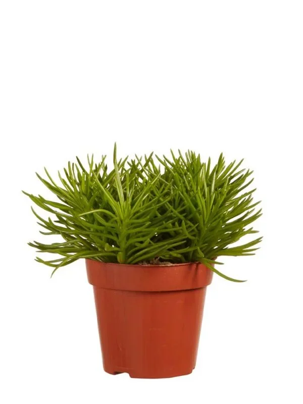 Senecio Archeri Himalaya