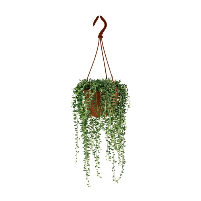 Senecio Herreianus – 20cm